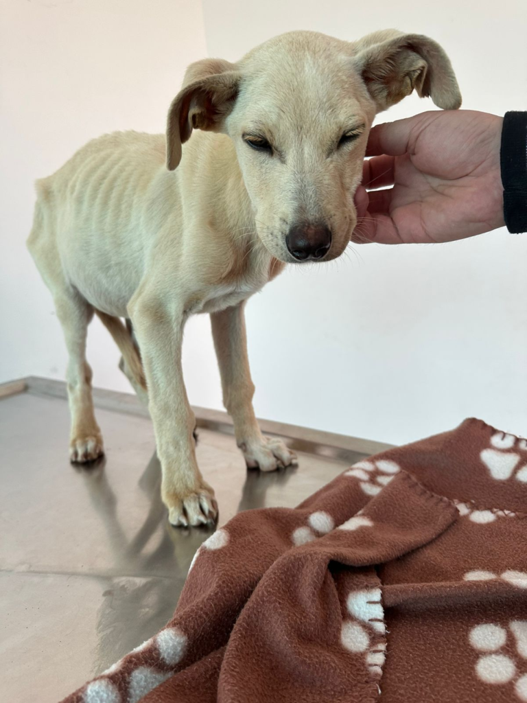 Rescataron a perra que estaba desnutrida y con anemia en finca de Cundinamarca