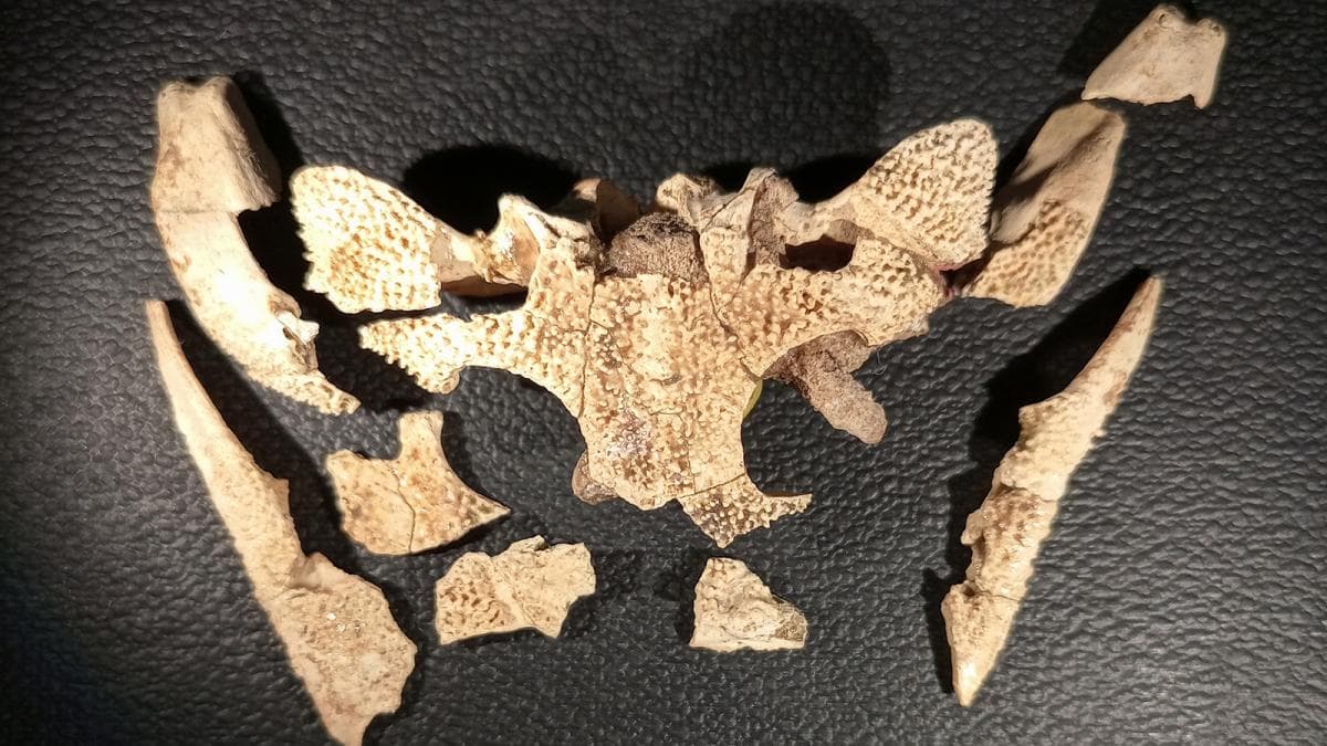 SAN PEDRO: Un paleontologo argentino descubrio el craneo de un anfibio que vivio hace 100.000 años - este medio