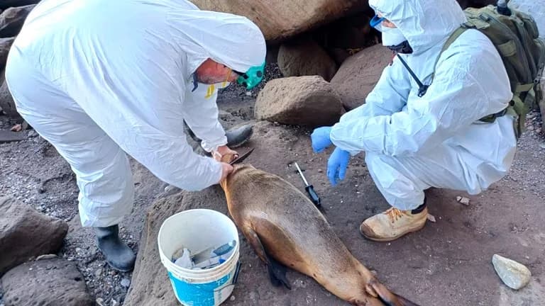 Que riesgo implica para las personas los brotes de gripe aviar en la costa atlantica de Argentina - este medio