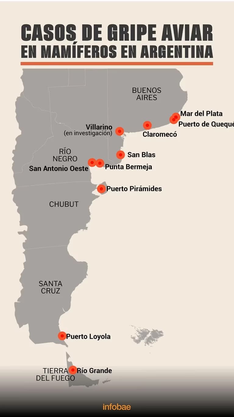 Que riesgo implica para las personas los brotes de gripe aviar en la costa atlantica de Argentina - este medio