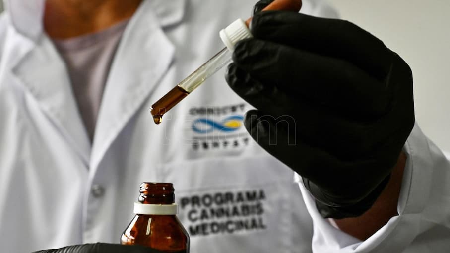 Cannabis terapeutico: ¿que estudian los laboratorios en el pais? - este medio
