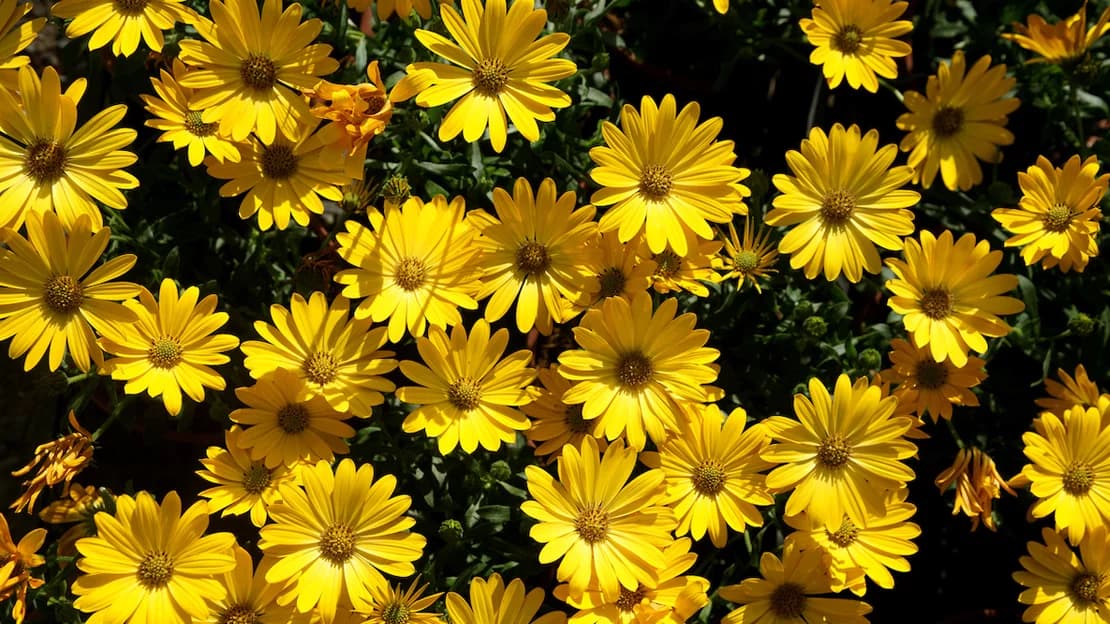 Nacio una flor, todos los dias salio el sol: ¿que misterios se esconden detras de las plantas prehistoricas? - este medio