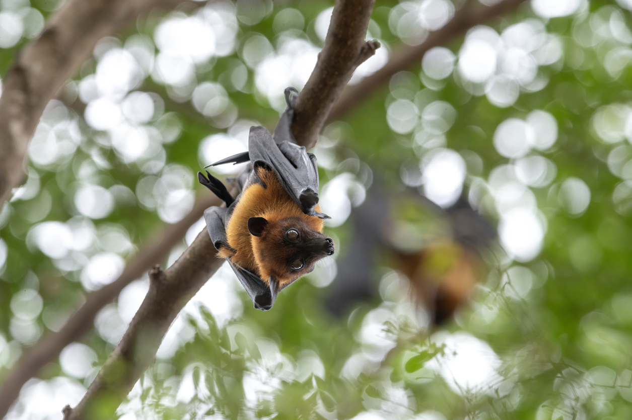 Murcielago Pteropus, reservorio natural del virus Nipah