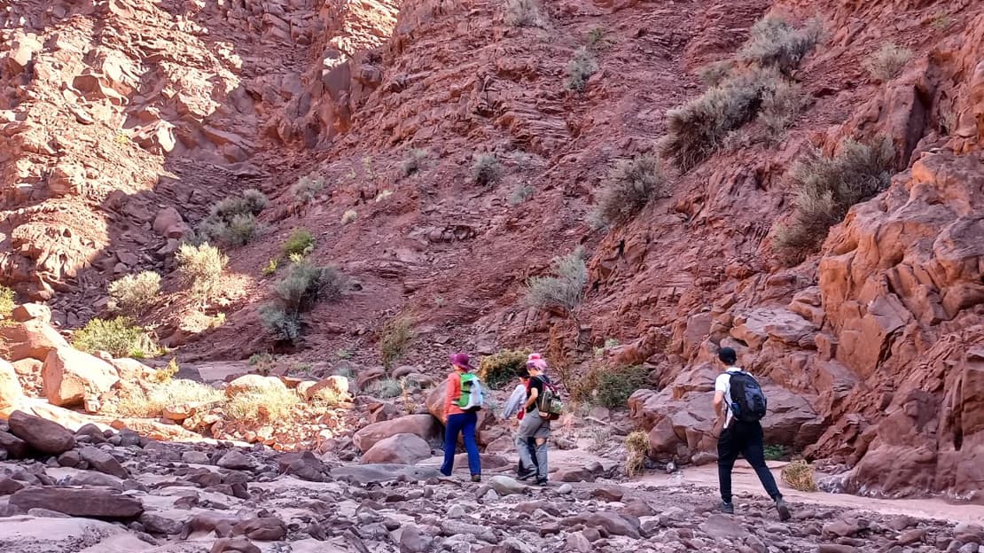 Huellas del pasado: a partir de pisadas prehistoricas, revelan la fauna de hace 15 millones de años - este medio