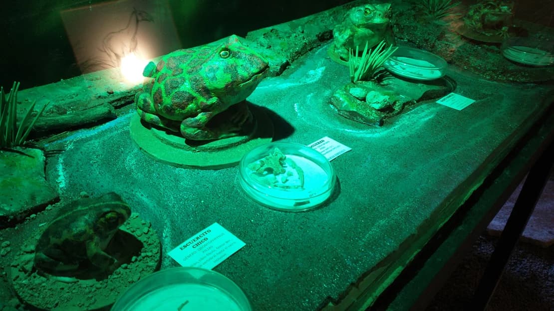 San Pedro y una rica fauna prehistorica: descubren ejemplares fosiles de sapos, ranas y escuerzos - este medio