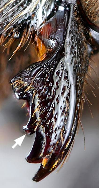 SLT-FAUBA: Cuatro nuevas especies de abejas en la Argentina - este medio