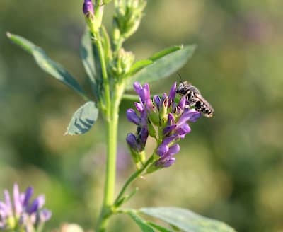 SLT-FAUBA: Cuatro nuevas especies de abejas en la Argentina - este medio