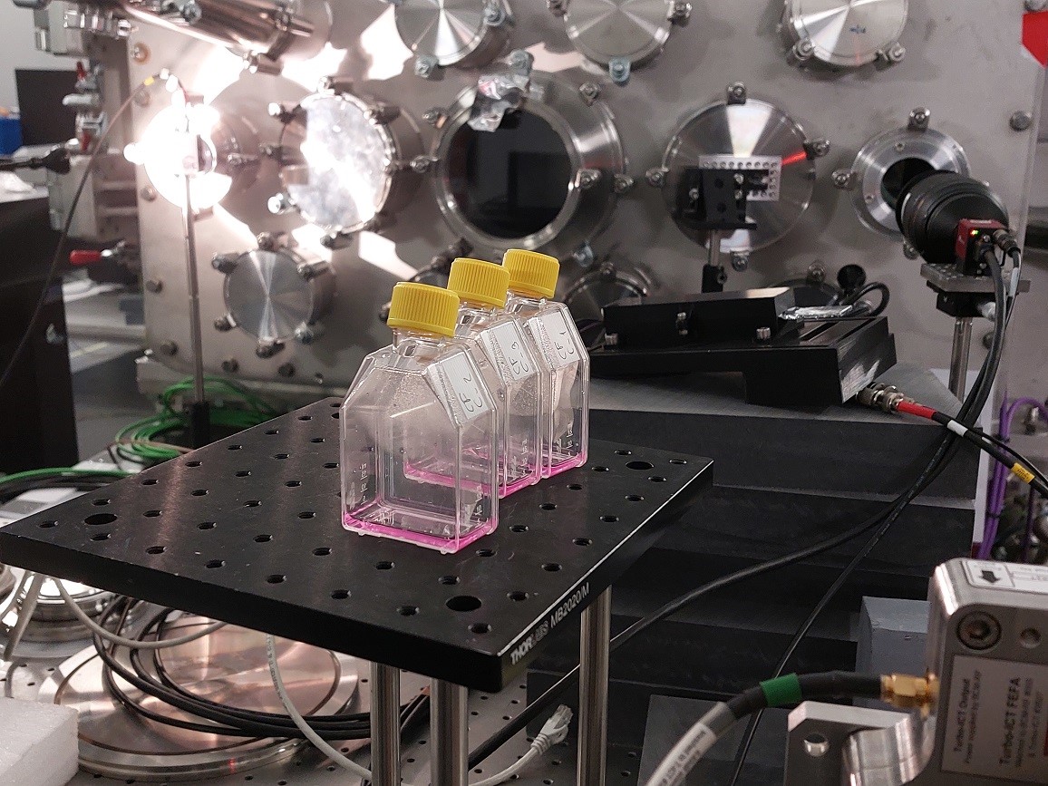 Muestras celulares y sistema de vacio del laser VEGA-3.