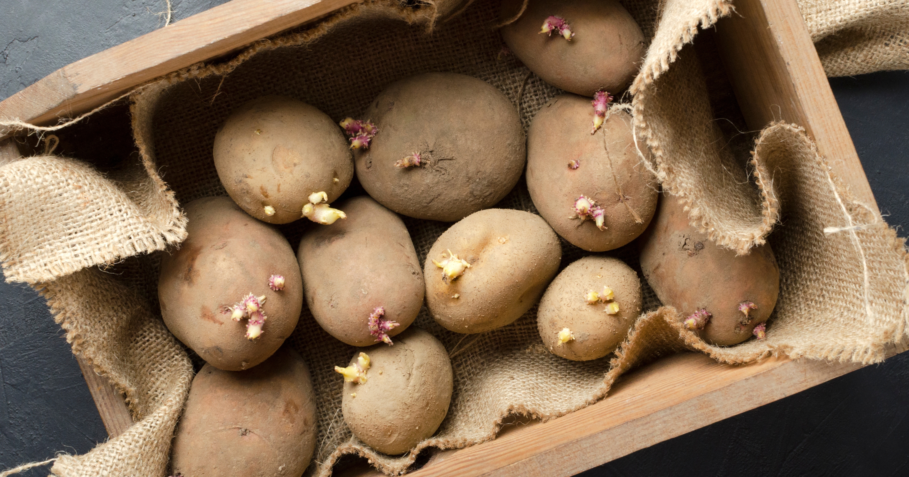 Patatas con brotes