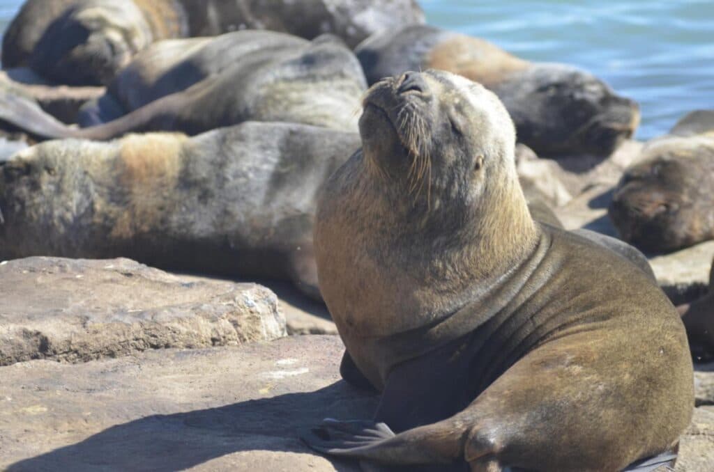 Tres enfermedades que marcaron el 2023 en la provincia de Buenos Aires - este medio