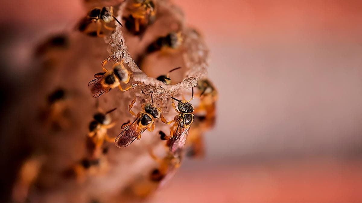 BIOTECNOLOGÍA: Desarrollan un metodo unico en el mundo para dirigir abejas a zonas cultivadas especificas - este medio