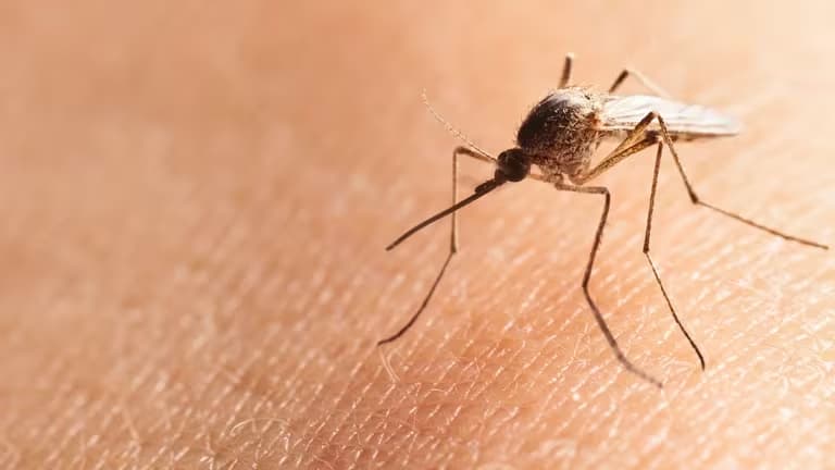 Por que hay una invasion de mosquitos y cuales son los metodos repelentes mas efectivos - este medio