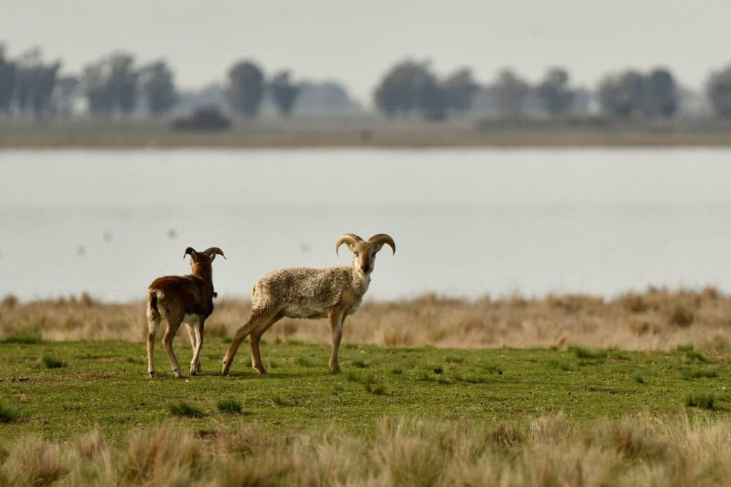 Buenos Aires, una provincia de islas - este medio